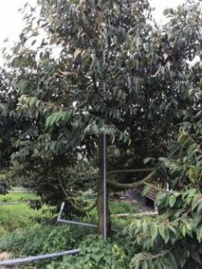 Bán trang trại sầu riêng 5 năm tuổi, Cai Lậy