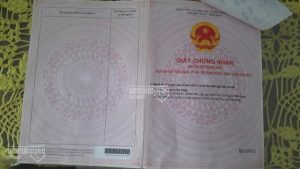 Đất trồng thanh long hay trồng bưởi da xanh