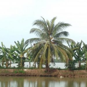 Bán đất vườn khu du lịch Cù Lao Thới Sơn, TP Mỹ Tho, Tiền Giang. LH Hà 0945843537