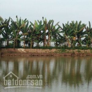 Bán gấp 10.000m2 đất vườn khu du lịch Cù Lao Cồn Phụng Thái Sơn, Mỹ Tho, TG. Giá 2 tỷ 1 công