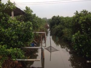 Chính chủ cần bán nông trại Tân Lập, Tân Phước, Tiền Giang
