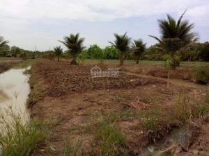 Đất bán 3000m2 – Tam Hiệp, Châu Thành, Tiền Giang