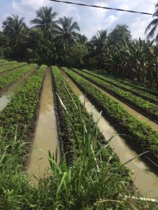 Bán 7 công đất vườn ấp 2, Tam Hiệp, Châu Thành, Tiền Giang