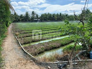 Mua bán Đất nông nghiệp 3166 m2 tại Thành phố Mỹ Tho