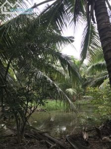 BÁN NHANH LÔ ĐẤT 1800M, ĐƯỜNG 2M, THẠNH NHỰT, TIỀN GIANG, GIÁ 750TR. LH: 0914-296-696