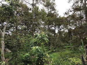 Cần Bán Đất Trồng sầu riêng Huyện Cai Lậy 5000m²