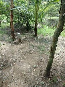 Cần Bán Gấp Lô Đất Trồng Cây Tỉnh Tiền Giang