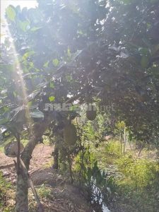 Đất trồng mít, sầu riêng ở Long Khánh