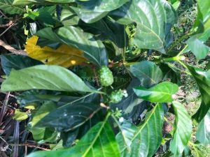 Bán đất nông nghiệp tại Tân Phước,Tiền Giang