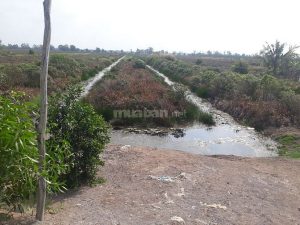 Bán đất trồng khóm 1.6 hecta gần Thiền Viện Trúc Lâm giá rẻ