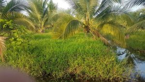 6440M2 ĐẤT VƯỜN SỔ ĐỎ – XE HƠI VÀO TẬN RUỘNG.