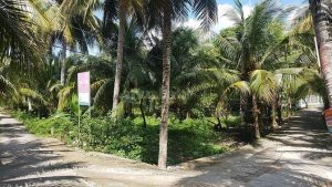 Bán đất vườn ngang 52m dài 100m, sổ đỏ công chứng sang tên ngay,2,5 tỷ