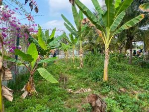 Đất thổ cư đường bê tông xe ô tô vào tới đất