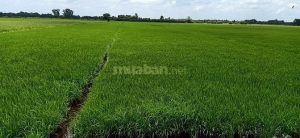 Cần bán đất lúa xanh giá tốt tại huyệnTân Phước, tỉnh Tiền Giang
