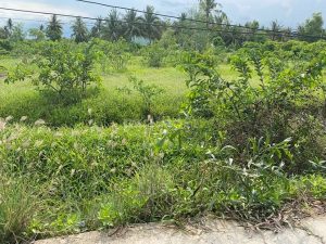 Đất đẹp giá đầu tư 900m2 ( 31 x 29 ) Tân Phú Đông Tiên giang