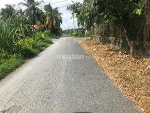Bán đất nền đang trồng dừa sổ cây lâu năm đường đá 2,5m giá đầu tư