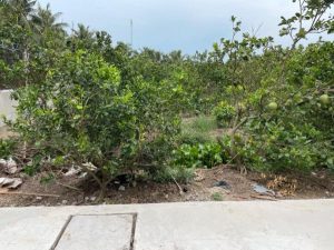 1,6 công ấp Mỹ Hoà,Mỹ Phong,TP.Mỹ Tho,Tiền Giang