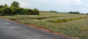 Bán 15000m2 đất CLN xã thạnh tân huyện tân phước tiền giang