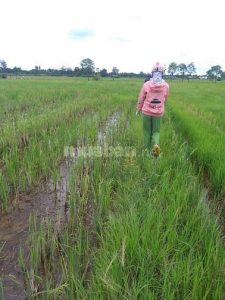 Chủ kẹt tiền bán nhanh đất lúa đang mần giá rẻ